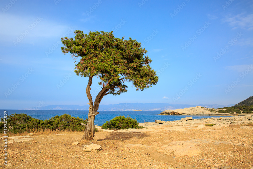 alone tree on sea background