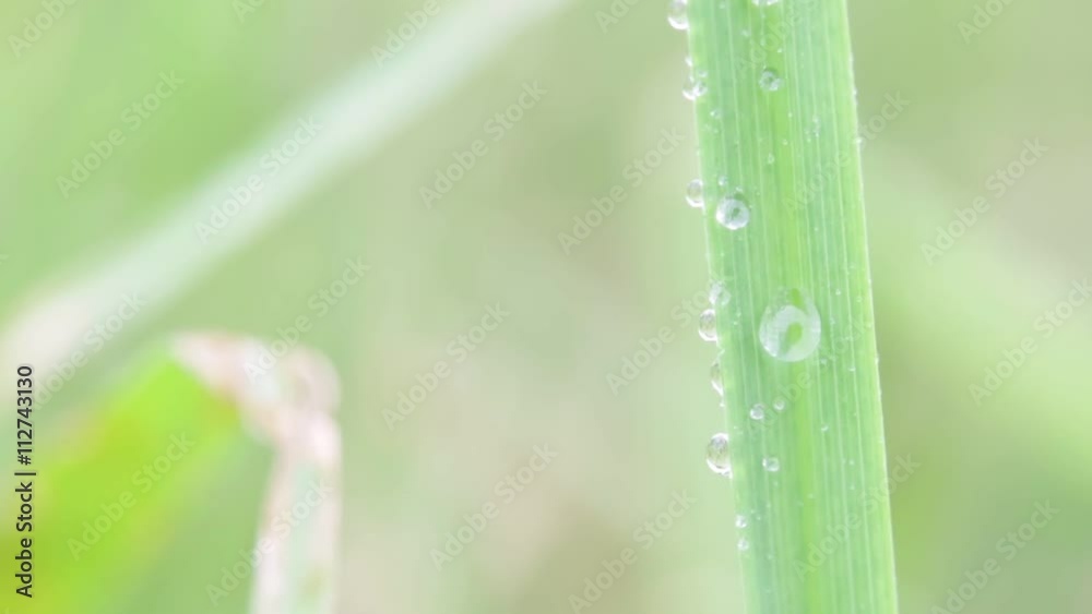 close up abstract texture background of grass in the wind with water close up abstract texture background of grass in the wind with water