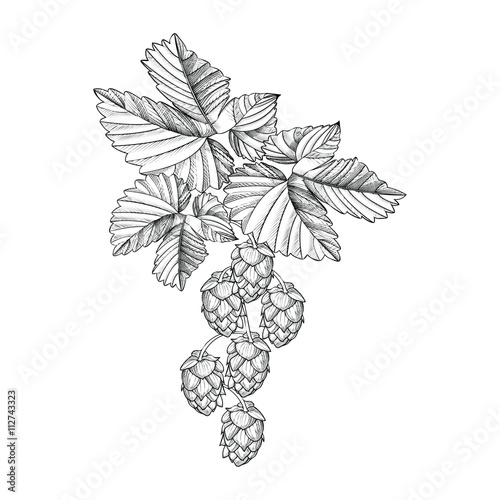Hops.Sprig of hops. Engraving in black and white colors, icon or logo, ideal for beer labels and packaging etc. the Hop-plant, a plant that is used in the brewery of beer. Vector illustration.