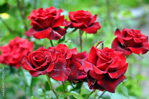 Beautiful Red Rose Flower In Nature Outdoor