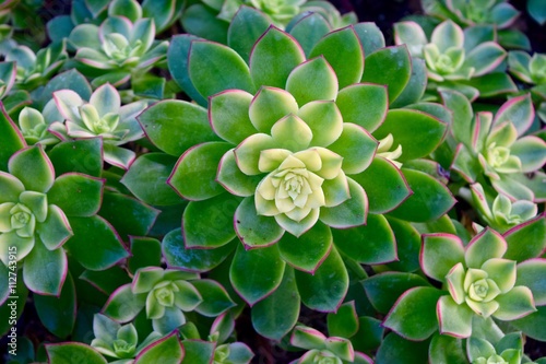 Succulent photo