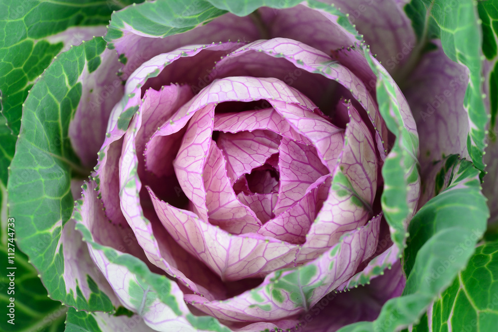 Fototapeta premium Cabbage