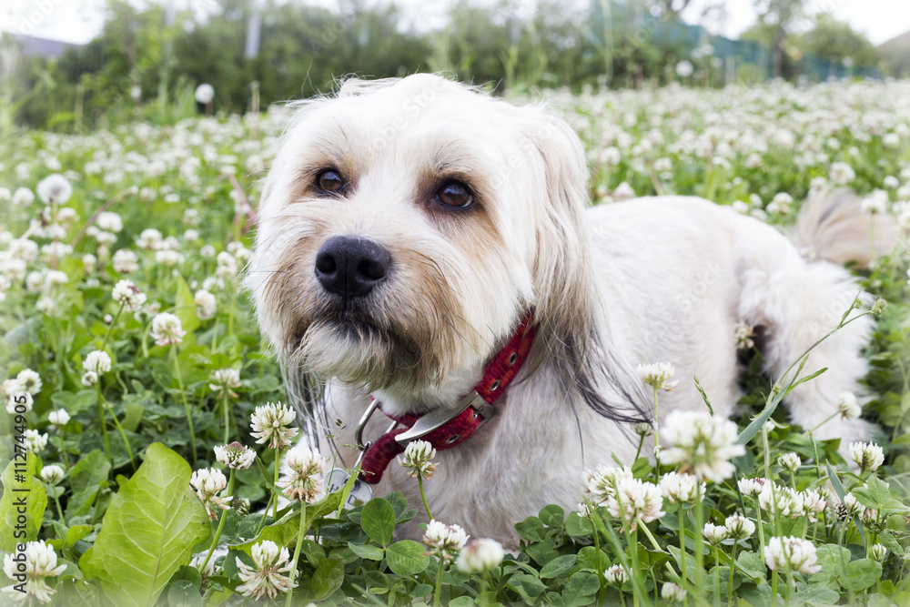 amazing cute dog in clover flowers field