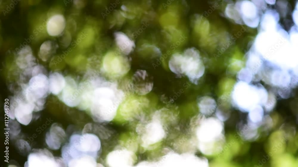 The movement of out focus lens effect of the light under the tree The movement of out focus lens effect of the light under the tree