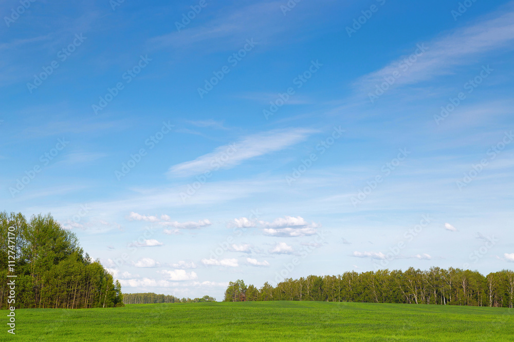 Fototapeta premium field of green ears and cloudy sky.