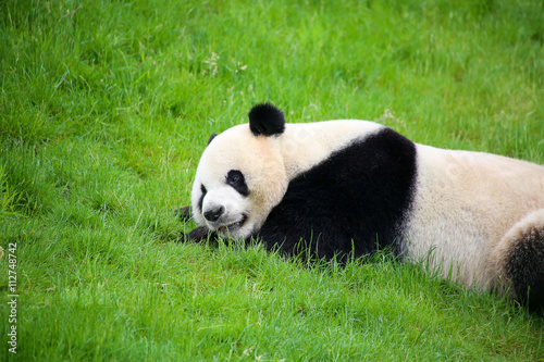 Großer Panda in Nahaufnahme