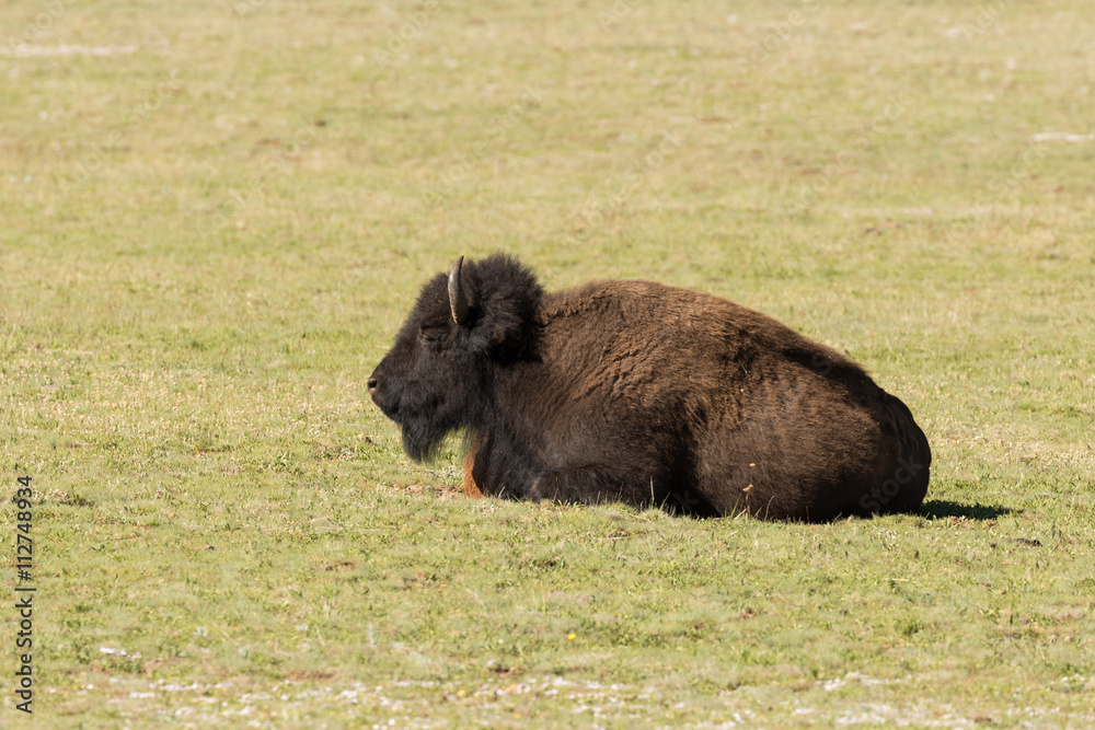 Bison