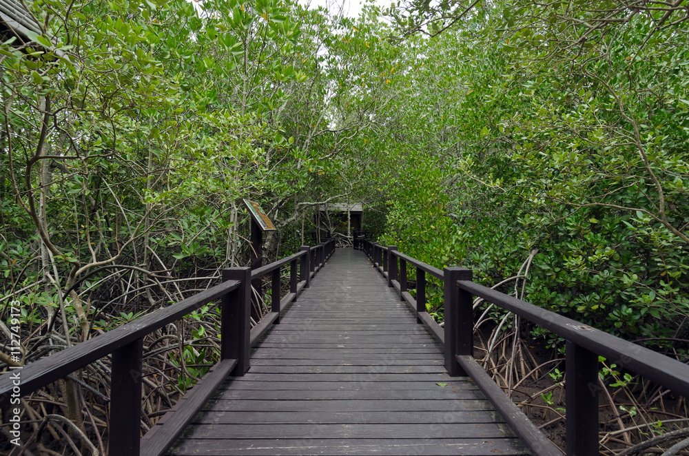 Wood passage way into mangrove forest (Trees include Rhizophorac