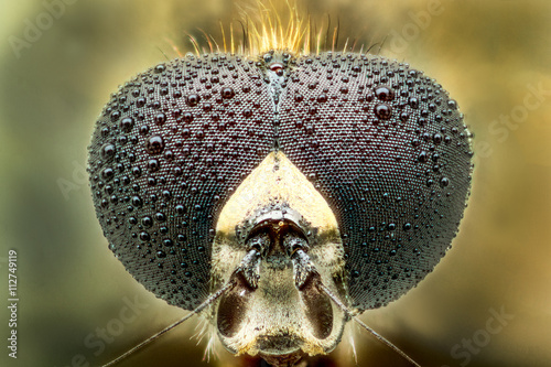 extreme macro shot of head of bee