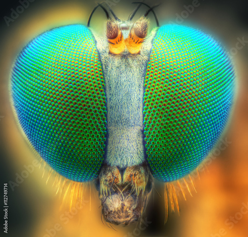 extreme insect macro