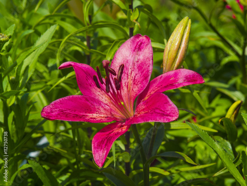 lilies. Red lily flower. lily flower.