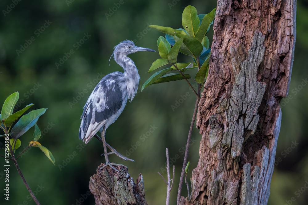 Fototapeta premium Little Blue Heron Juvenile