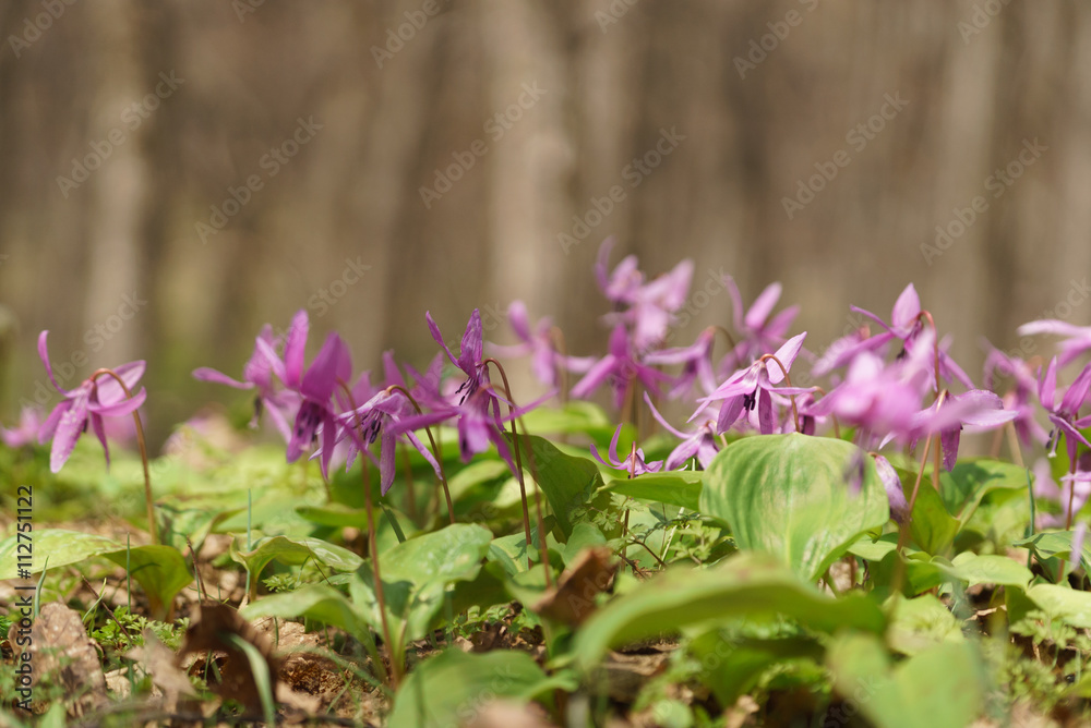 Japanese dog's tooth violet and Corydalis yanhusuo Japanese dog's tooth violet and Corydalis yanhusuo