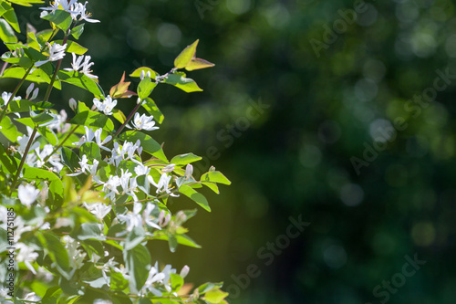 White blooming tree branch on blurred background