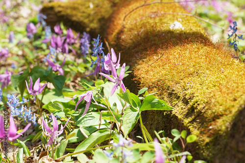 Valokuva Japanese dog's tooth violet and Corydalis yanhusuo , Mossy tree