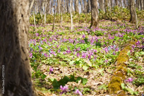 Japanese dog's tooth violet and Corydalis yanhusuo