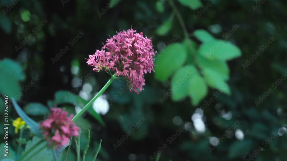 Background video with a beautiful purple flower. Changing focus. Background video with a beautiful purple flower. Changing focus.