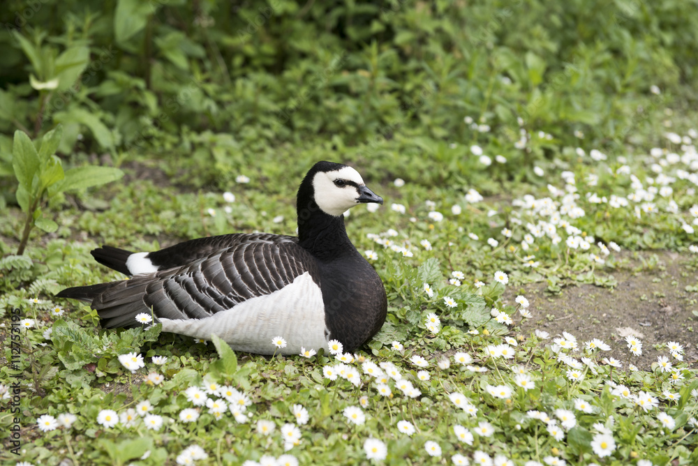 Black and white barnacle goose resting in a grassy area surrounded by daisy flowers. Black and white barnacle goose resting in a grassy area surrounded by daisy flowers.