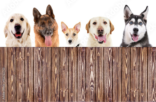 Canvas Print Group of dogs in front of white background with wooden space for your text
