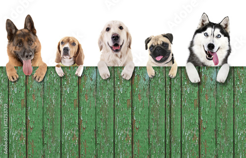 Canvas Print Group of dogs in front of white background with wooden space for your text