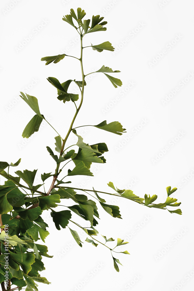 Gingko-Pflanze (Ginkgo biloba) Nahaufnahme Gingko-Pflanze (Ginkgo biloba) Nahaufnahme
