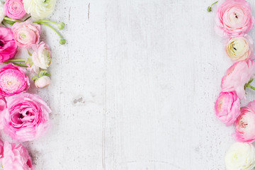 Pink and white ranunculus flowers