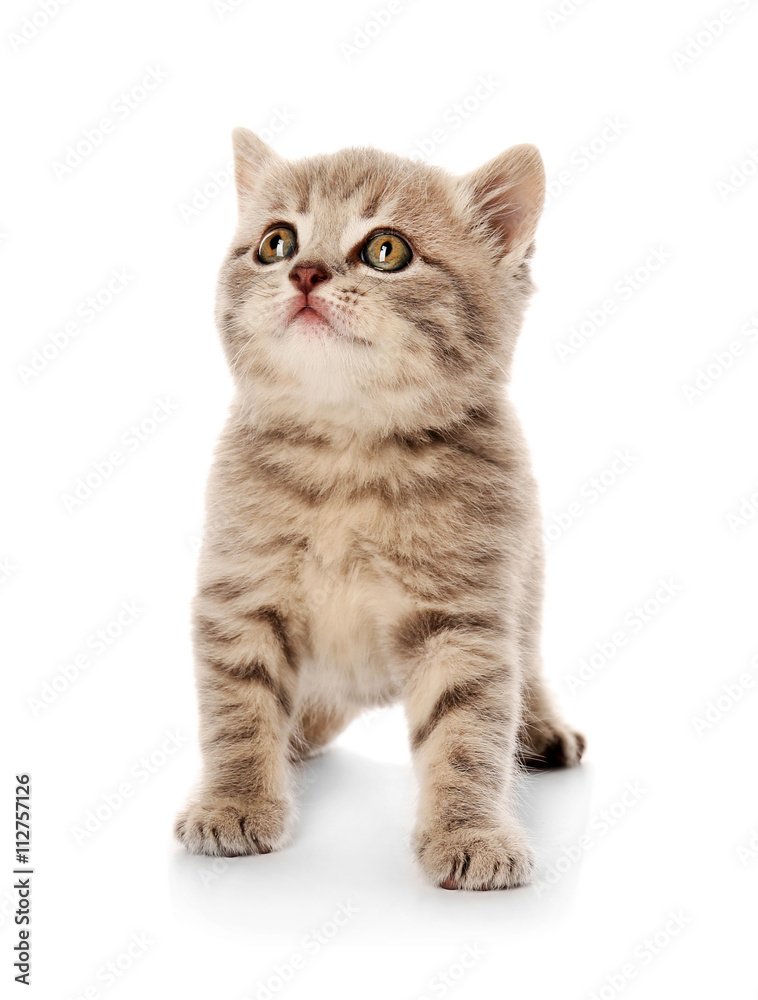 Small cute kitten, isolated on white