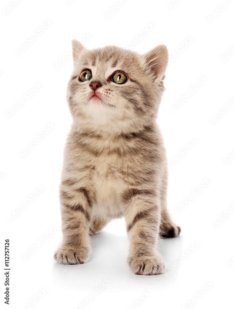 Fototapeta premium Small cute kitten, isolated on white