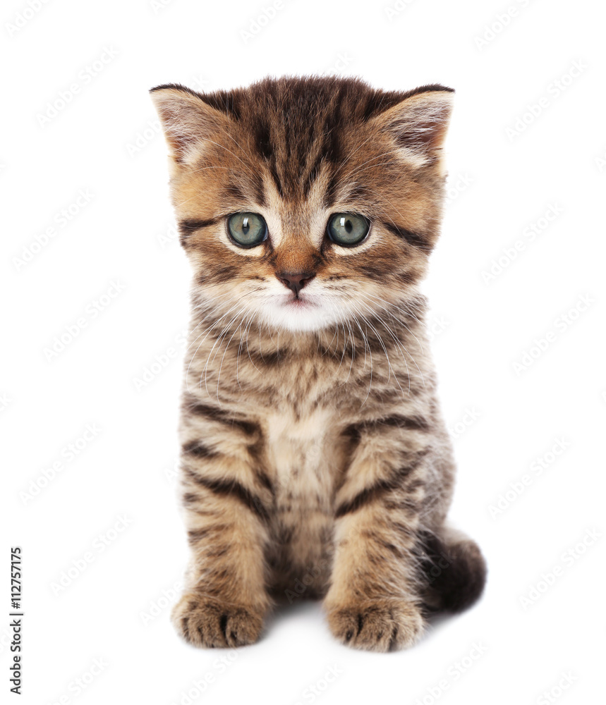 Obraz premium Small cute kitten, isolated on white