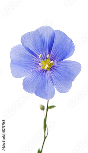 Blue flax flower isolated