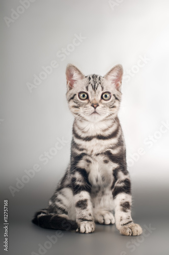 American shorthaired kittens on silver background © GrasePhoto