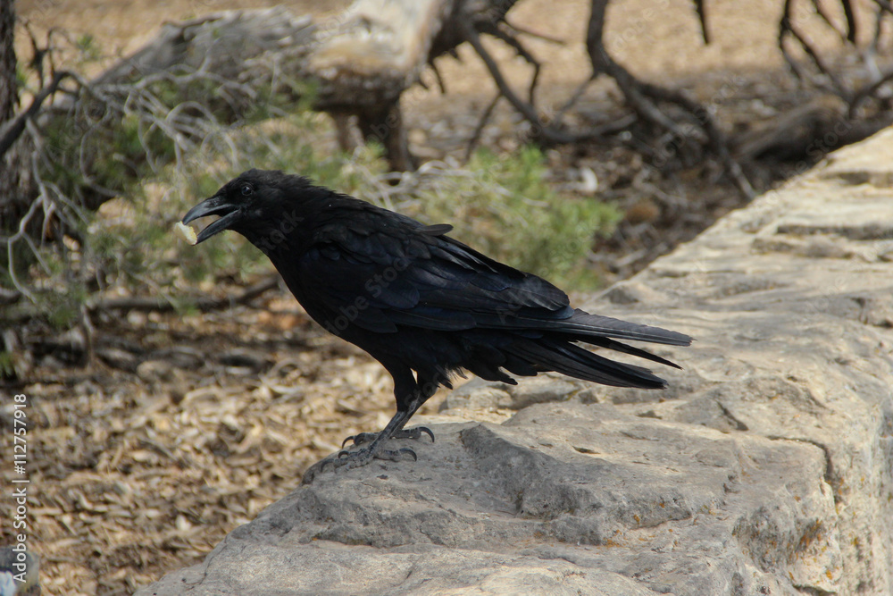 Fototapeta premium Raven with a piece of bread on parapet
