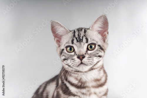 American shorthaired kittens on silver background