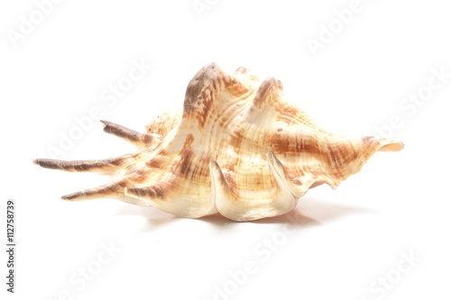 Seashells collection isolated on a white background.