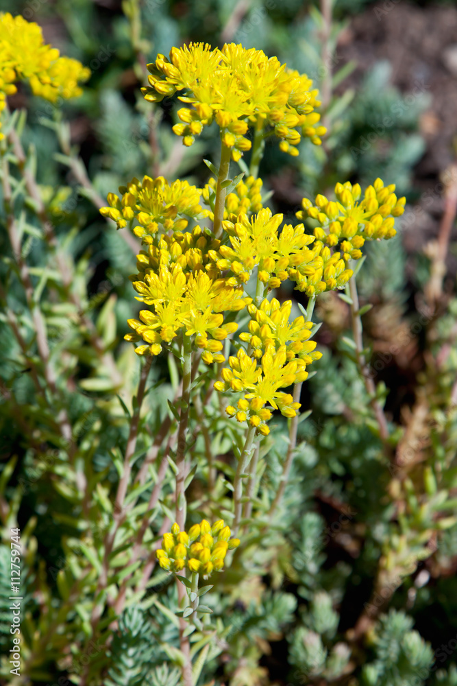 Obraz premium Felsen-Fetthenne (sedum reflexum), Kräuter