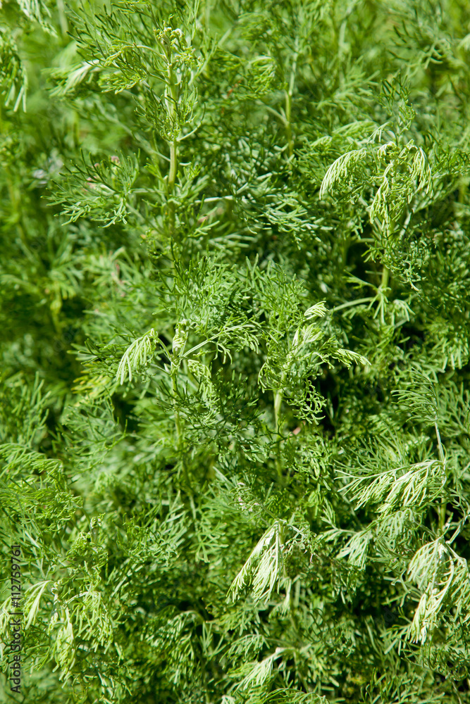 Eberraute (Artemisia abrotanum), Heilkräuter Eberraute (Artemisia abrotanum), Heilkräuter