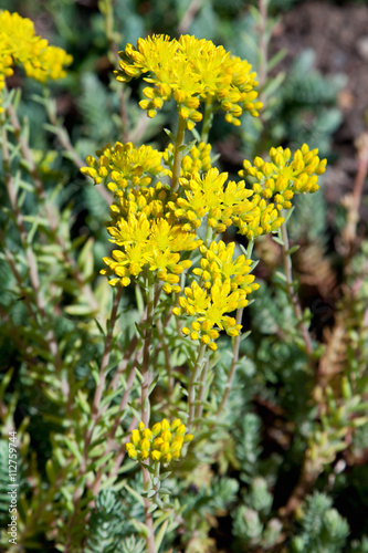 Felsen-Fetthenne (sedum reflexum), Kräuter photo