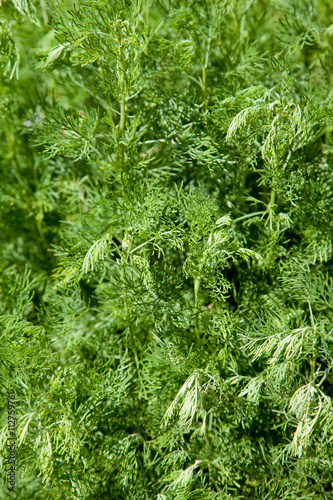 Eberraute (Artemisia abrotanum), Heilkräuter