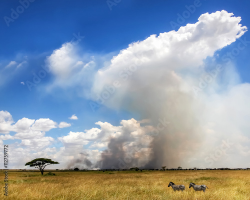 African zebras on a background of beautiful clouds in the savann