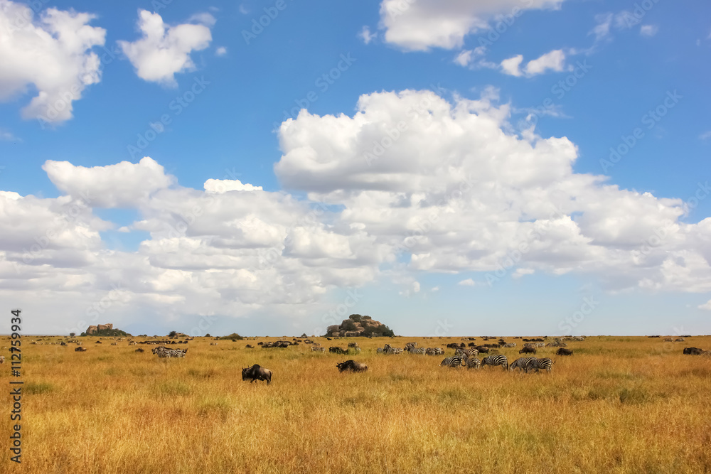 African zebras and antelopes on a background of beautiful clouds