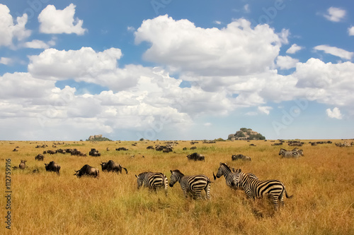 African zebras and antelopes on a background of beautiful clouds