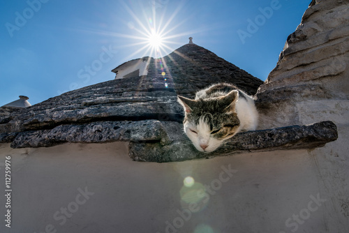 Fototapeta Naklejka Na Ścianę i Meble -  Italien, Alberobello, Katze liegt auf dem Dach eines Trullo, UNE
