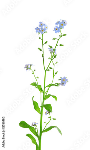 Forget-me-nots flowers  isolated on white