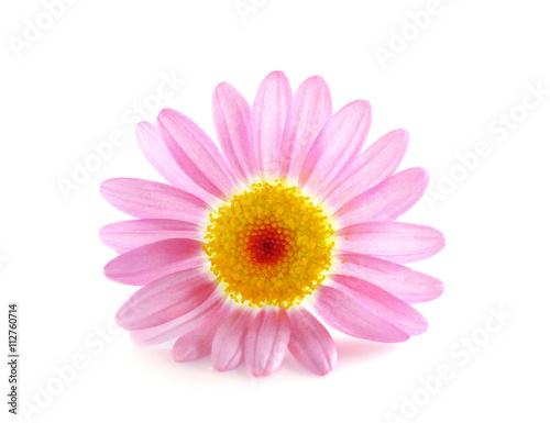 Little pink daisy on white background