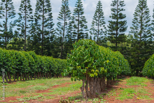 Coffee plants growing in the rich volcanic soil on the North Shore of the tropical Island of Oahu. 