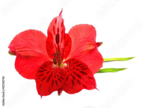 Red alstroemeria flower on white background