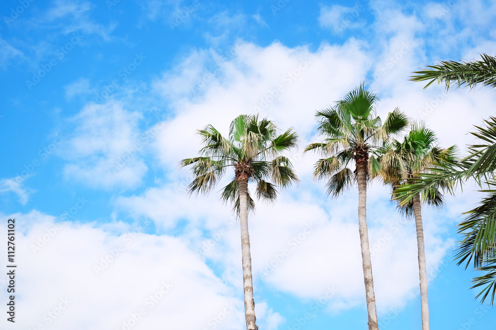Green palms on blue sky background