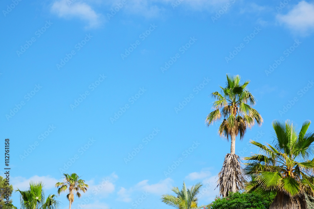 Green palms on blue sky background Green palms on blue sky background