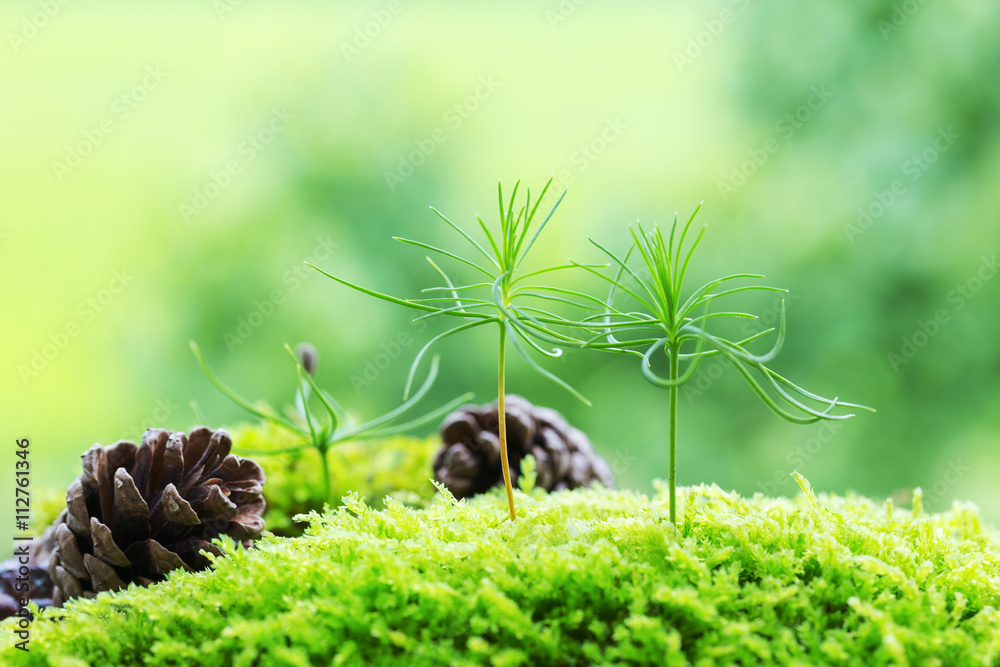 Obraz premium クロマツの発芽と松ぼっくり