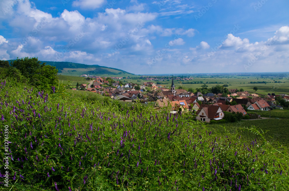 Naklejka premium Elass